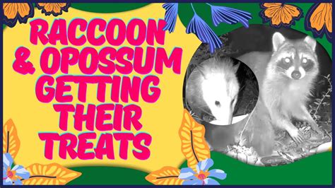 Raccoon and Opossum Getting Their Treats - YouTube