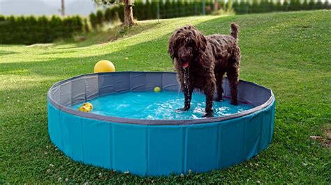 The 10 Best Dog Pools to Keep Your Dog Cool in 2024 - PetMag