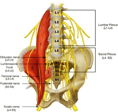 Lumbar Plexus Wikipedia Hip Pain Neck Pain Femoral Nerve Psoas Hot ...