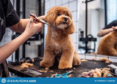 Haircut of a Maltipoo Dog from a Grooming Salon. Stock Image - Image of grooming, head: 273804021