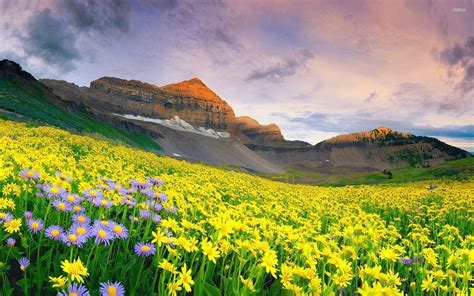 Flower Scenery Hd Wallpaper | Best Flower Site