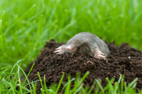 yard mole removal | Modern Wildlife Control