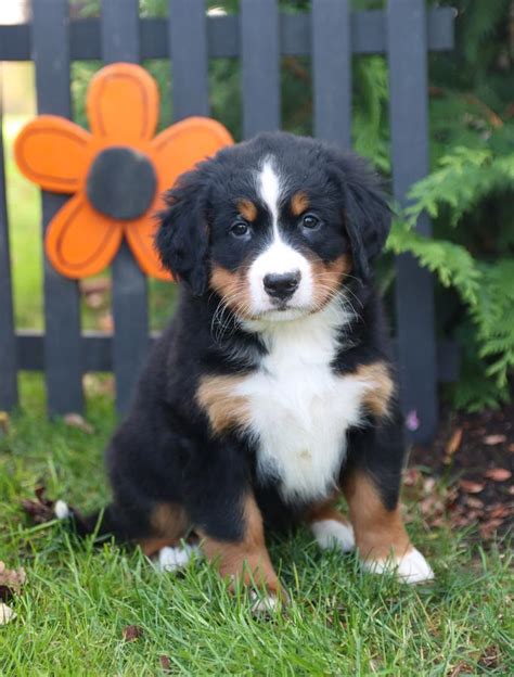 Bernese Mountain Dog Puppies for Sale | Buckeye Puppies