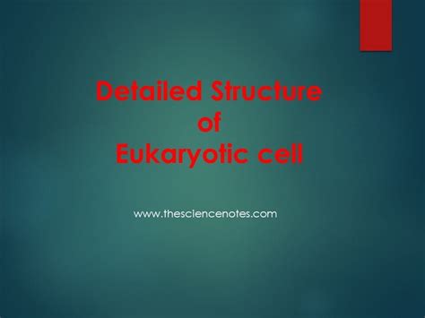 Eukaryotic Cell Structure And Function Chart Google S - vrogue.co