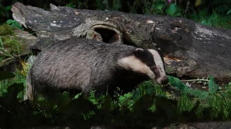 European Badger | MarkEisingBirding