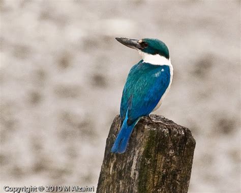 Naturalist Photography: Mangrove Birds of Pulau Burung