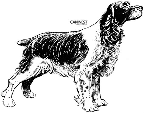 Dog Breed Coloring Pages 2