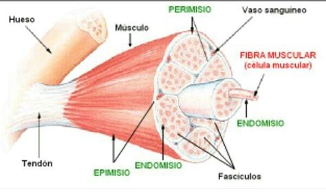 Estructura del sistema muscular - Brainly.lat