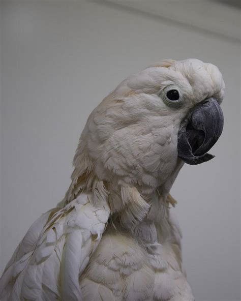 Millie the Moluccan cockatoo chats, entertains friends at SC-CARES | The Sun News The Sun News