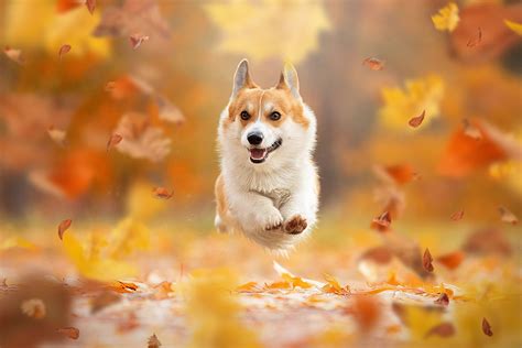 #autumn #leaves #mood #jump #dog #flight #walk #bokeh #doggie Welsh ...