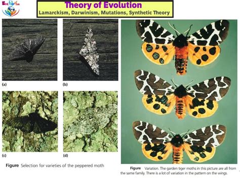 04 Theory Of Evolution || Lamarckism, Darwinism, Mutations