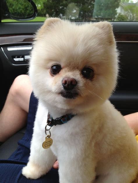 21 best Beautiful Pomeranian Haircuts images on Pinterest | Dog haircuts, Pomeranian haircut and ...