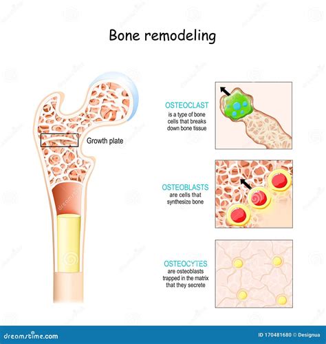 Diagram Of Osteocyte