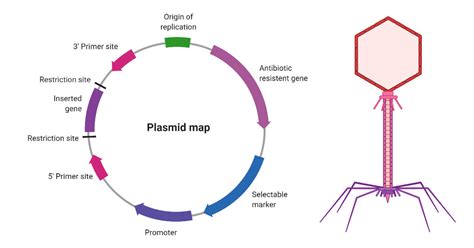 Vectors for gene cloning- Plasmids and Bacteriophage