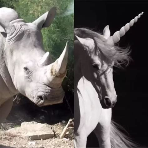 Theory 1: Are Rhinos Unicorns?Theory 2: The Unicorn Is A Mythical Creature – Fight For Rhinos