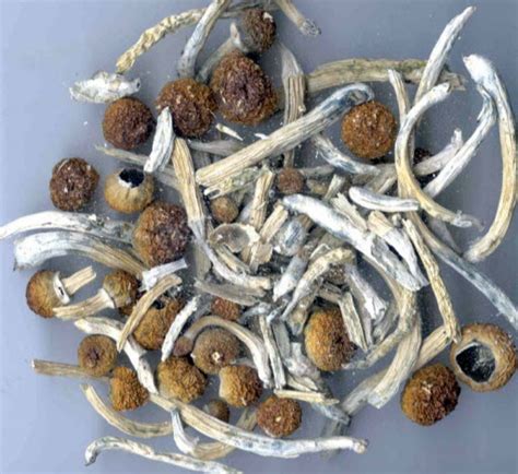 Psilocybin Mushrooms