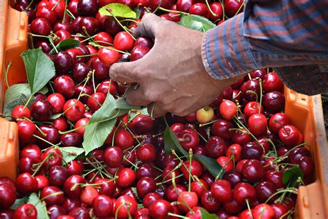 Flathead Lake Cherry Harvest Begins - Flathead Beacon