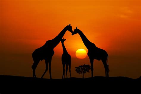 African family portrait | African sunset, Animal silhouette, Giraffe art