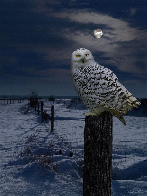 Snowy Owl In Snow