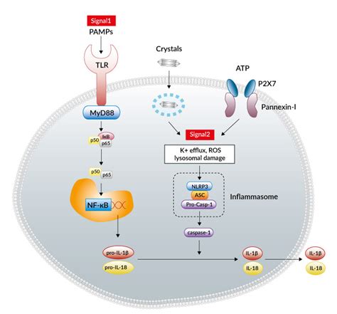 Activation of the NLRP3 Inflammasome Review | InvivoGen