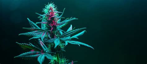 15,672 Cannabis Colorful Flower Royalty-Free Photos and Stock Images | Shutterstock