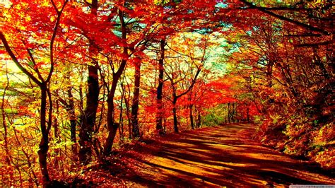 Fall Forest Wallpapers - 4k, HD Fall Forest Backgrounds on WallpaperBat