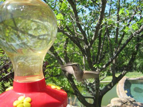 Hummingbird | Decor, Home decor, Garden