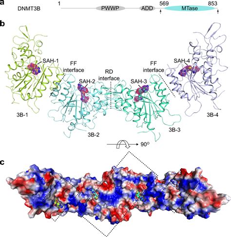 Crystal structure of the homo-oligomeric DNMT3B MTase domains a... | Download Scientific Diagram