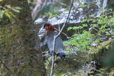 Western Tragopan Birding Tours, India - Birdwatching - Birdquest