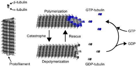 Microtubule assembly/disassembly. Each longitudinal protofilament of an... | Download Scientific ...