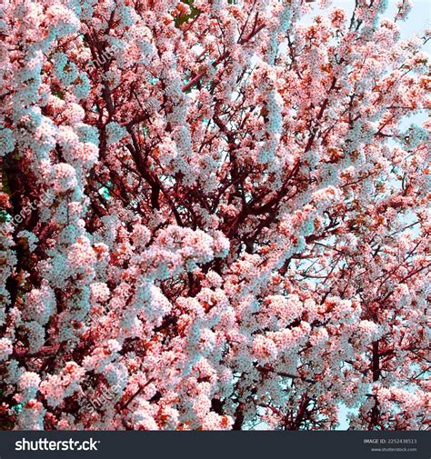 Pink Cherry Blossom Background Wallpaper Stock Photo 2252438513 | Shutterstock