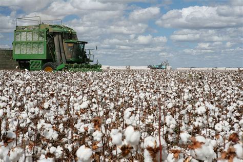 EEUU. El Cultivo De Algodón Crece En Sustentabilidad - BioEconomia