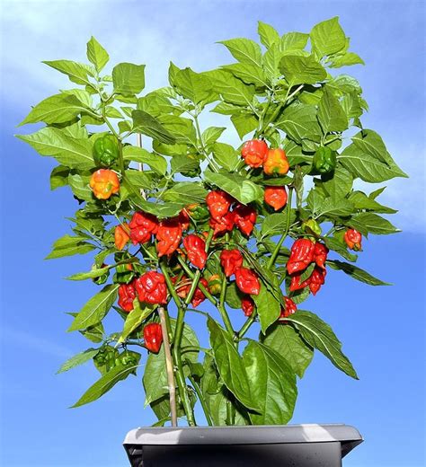 Carolina reaper pepper plant - virtedit