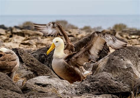 Amsterdam Albatross: Why is it Endangered?