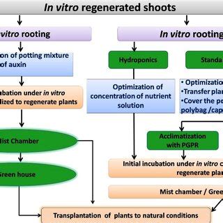 (PDF) Strategies for Successful Acclimatization and Hardening of In ...