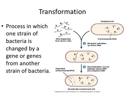 Biology 12.1