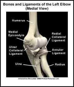 Basic Elbow Anatomy | Joint Pain Info