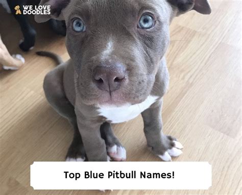 Top 50 Blue Pitbull Names!