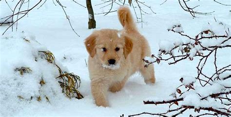 Friday Fun: 5 Crazy Cute Videos of Puppies in Snow... - SnowBrains