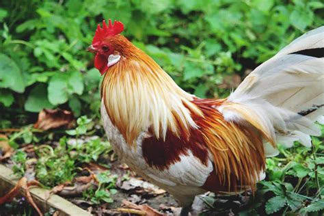 Dutch Bantam Chicken: Small yet Mighty Egg Producers