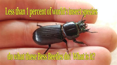 Bess Beetles are the BEST Parents in insect World! What insects do this ...