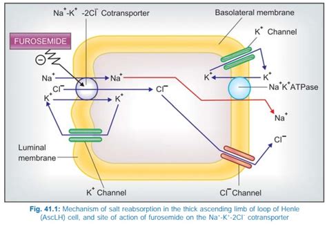 Ceiling Effect Of Loop Diuretics | Shelly Lighting