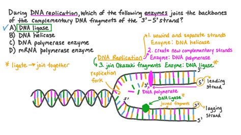 Question Video: Recalling the Enzyme That Joins DNA Fragments during Replication | Nagwa