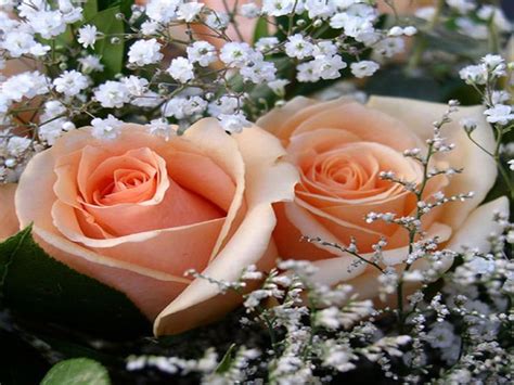 Gorgeous Roses: The Meaning of Rose Colors [35 PICS] | Peach roses ...