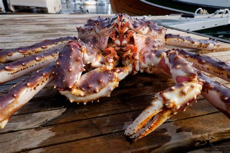 King Crab Fishing - Nordic Safari Wildlife Adventures