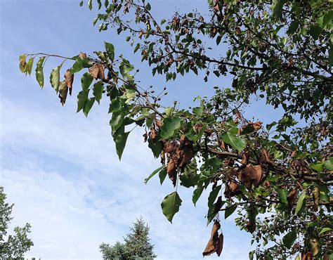 Deadly fire blight in flowering pear trees still a problem - Purdue University