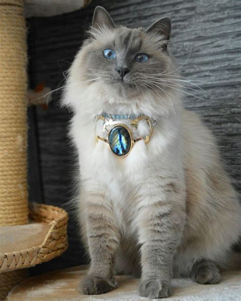 Siberian cat, Neva Masquerade, Avel, blue point, golden collar, spectrolite, aquamarine, gold ...