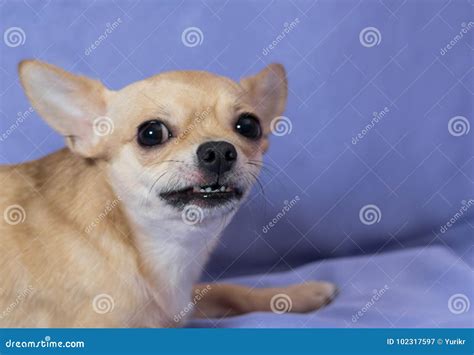 Angry Chihuahua Puppy Against Blue Background Stock Image - Image of ...