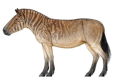 New discovery of Late Miocene hipparion fossils from Baogeda Ula, Inner Mongolia, China