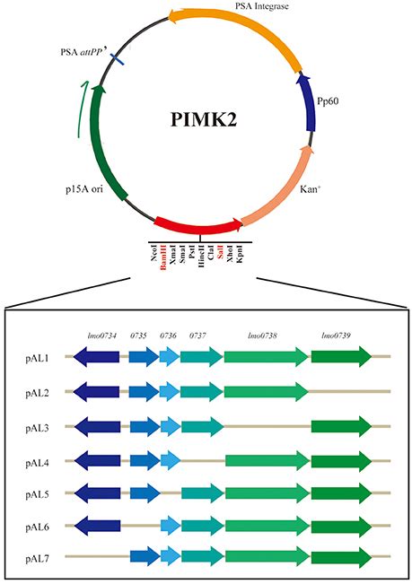 Frontiers | Identification and Characterization of als Genes Involved in D-Allose Metabolism in ...